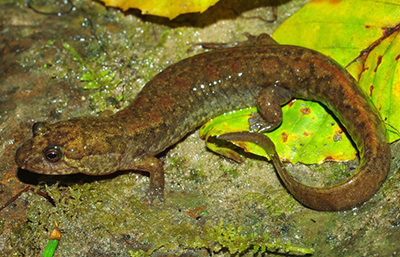 Black Mountain Salamander